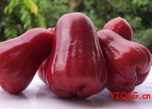 莲雾成熟时,果实飘香，品味自然之韵