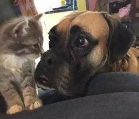 当狗爱上猫,当忠诚犬儿邂逅温柔喵星人