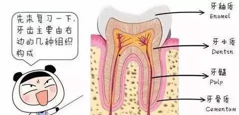 我的牙想你,探寻你我之间的情感纽带